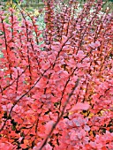 BERBERIS THUNBERGII ATROPURPUREA,  AUTUMN COLOUR