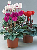 CYCLAMEN MINI FLOWERED,  WINTER POT PLANT