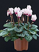 CYCLAMEN MINI FLOWERED,  WINTER POT PLANT