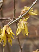 CHIMONANTHUS PRAECOX