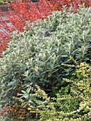 LONICERA NITIDA BAGGESENS GOLD,  SENECIO GREYI (BRACHYGLOTIS GREYI) & BERBERIS THUNBERGII ATROPURPUREA,  AUTUMN COLOUR