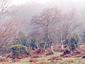 NEW FOREST HEATH LANDSCAPE WITH BETULA,  ULEX,  ERICA & PTERIDIUM