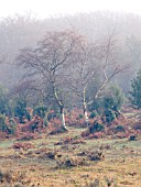 NEW FOREST HEATH LANDSCAPE WITH BETULA,  ULEX,  ERICA & PTERIDIUM