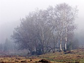 NEW FOREST HEATH LANDSCAPE WITH BETULA,  ULEX,  ERICA & PTERIDIUM