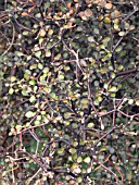 COROKIA COTONEASTER (WIRE NETTING BUSH)