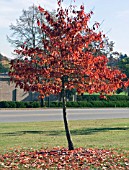 NYSSA SYLVATICA,  TUPELO,  AUTUMN COLOUR