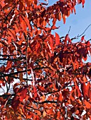 NYSSA SYLVATICA,  TUPELO,  AUTUMN COLOUR