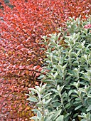 SENECIO GREYI (BRACHYGLOTIS GREYI) & BERBERIS THUNBERGII ATROPURPUREA,  AUTUMN COLOUR