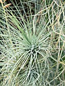 TILLANDSIA FUSCHII,  AIR PLANT