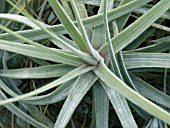 TILLANDSIA SCHIEDEANA MAJOR,  AIR PLANT