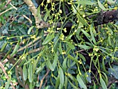 VISCUM ALBUM,  MISTLETOE,  PARASITE ON APPLE