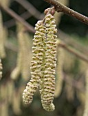 CORYLUS MAXIMA KENTISH COB, (SYN. CORYLUS MAXIMA LONGUE DESPAGNE), CATKINS