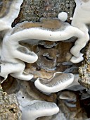 BJERKANDERA ADUSTA,  BURNT POLYPORE ON BEECH