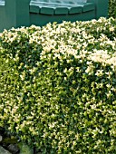 BUXUS SEMPERVIRENS,  CLIPPED BOX HEDGING WITH FROST DAMAGE