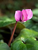 CYCLAMEN COUM