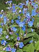 OMPHALODES CAPPADOCICA,  HARDY PERENNIAL