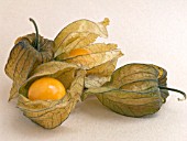 PHYSALIS PERUVIANA,  CAPE GOOSEBERRY