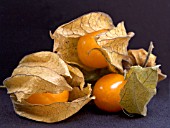 PHYSALIS PERUVIANA,  CAPE GOOSEBERRY