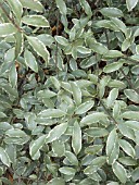 PITTOSPORUM EUGENIOIDES VARIEGATUM,  TENDER SMALL EVERGREEN TREE