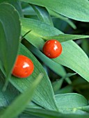 RUSCUS HYPOGLOSSUM,  FEMALE PLANT