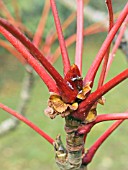 SORBUS SARGENTIANA,  DECIDUOUS TREE