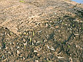 STREAM BANK STABILISATION SHOWING GRASS SEED & HESSIAN