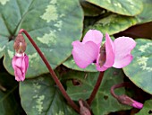 CYCLAMEN COUM