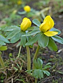 ERANTHIS HYEMALIS (WINTER ACONITE)