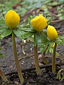 ERANTHIS HYEMALIS (WINTER ACONITE)