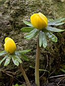 ERANTHIS HYEMALIS (WINTER ACONITE)