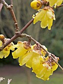 CHIMONANTHUS PRAECOX VAR. LUTEUS,  WINTERSWEET