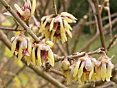 CHIMONANTHUS PRAECOX,  WINTERSWEET