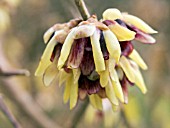 CHIMONANTHUS PRAECOX,  WINTERSWEET