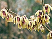 CHIMONANTHUS PRAECOX,  WINTERSWEET