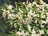 COLLETIA HYSTRIX