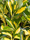 EUONYMUS JAPONICA OVATUS AUREUS