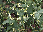 COLLETIA PARADOXA,  SEMI HARDY EVERGREEN