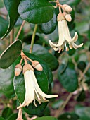 CORREA BACKHOUSIANA,  TENDER EVERGREEN SHRUB