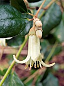 CORREA BACKHOUSIANA,  TENDER EVERGREEN SHRUB