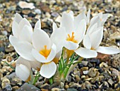 CROCUS SIEBERI ALBUS HARDY BULB