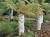 DICKSONIA ANTARTICA,  TREE FERN,   WINTER PROTECTION