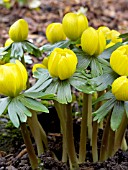 ERANTHIS HYEMALIS,  WINTER ACONITE