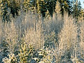 BETULA PENDULA,  FROSTY BIRCH