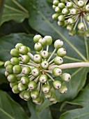 FATSIA JAPONICA