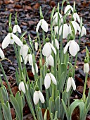 GALANTHUS  CAUCASICUS,  SNOWDROP