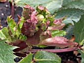 HELLEBORUS CORSICUS IN BUD