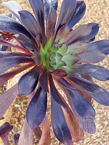 AEONIUM_ZWARTKOP__TENDER_SUCCULENT