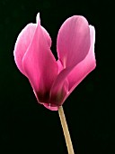 CYCLAMEN FLOWER,  POT PLANT