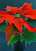 EUPHORBIA PULCHERRIMA SONORA MINI POINSETTIA,  WINTER POT PLANT