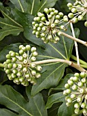 FATSIA JAPONICA FRUIT